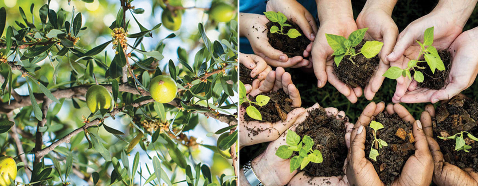 The Power of Argan Trees