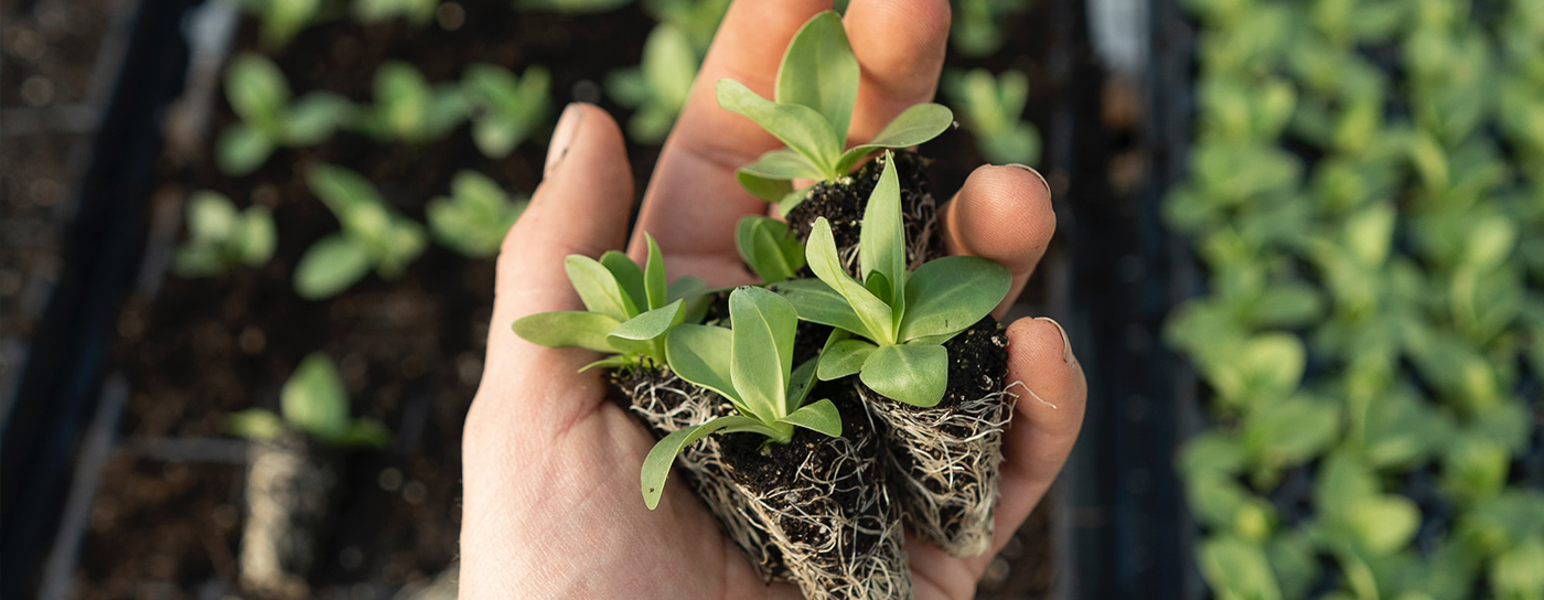 The Importance of Planting Argan Locally