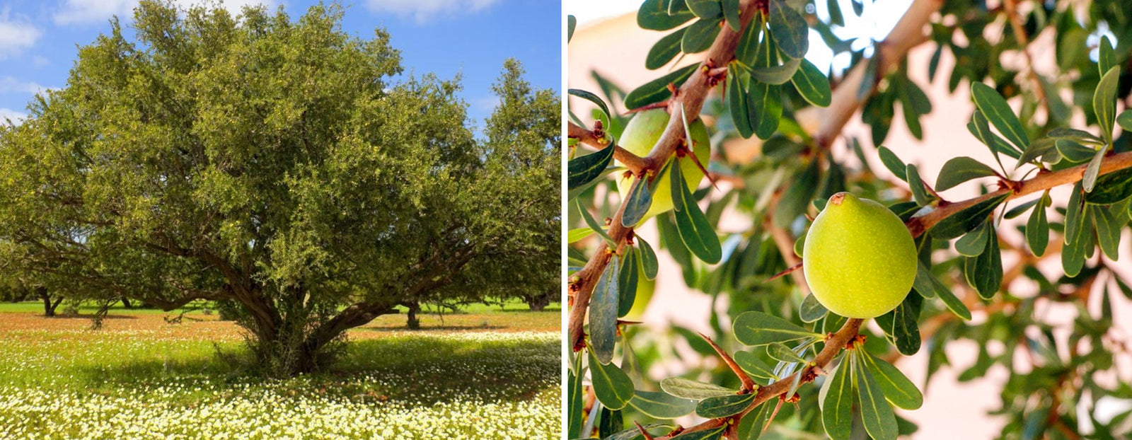 40 Hectares of Argan Trees Planted!